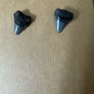 Fossil Shark Teeth Set Earrings